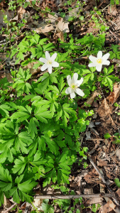 Alles neu macht der Frühling