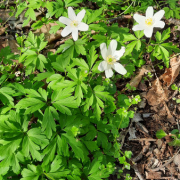 Alles neu macht der Frühling