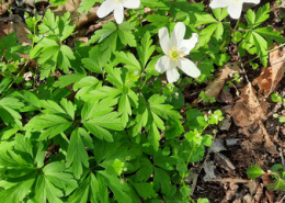 Alles neu macht der Frühling